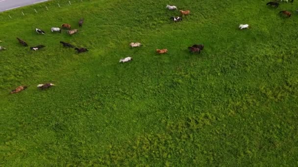 Vista Aérea Con Vistas Los Caballos Que Corren Los Campos — Vídeos de Stock