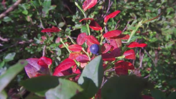 Wild Organic Blueberry Plant Red Leaves Blue Berry Fruit — Stockvideo