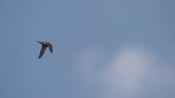 Single Swallow Flying Blue Sky — Vídeo de Stock