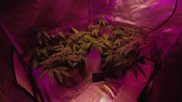 Planta Cáñamo Marihuana Cannabis Medicinal Creciendo Bajo Luces Led Espectro — Vídeos de Stock