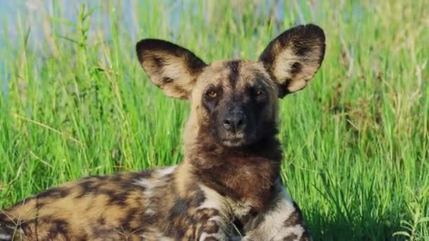 Cão Pintado Africano Perigo Com Orelhas Grandes Dimensões Deitadas Grama — Vídeo de Stock