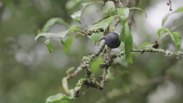 Detailní Záběr Organického Divokého Borůvkového Ovoce Větvi — Stock video