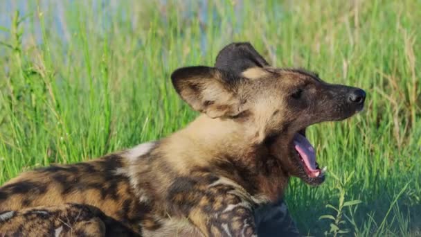 南アフリカのボツワナにあるクワイの草の中に寝そべっているアフリカの野生の犬 終わりだ — ストック動画
