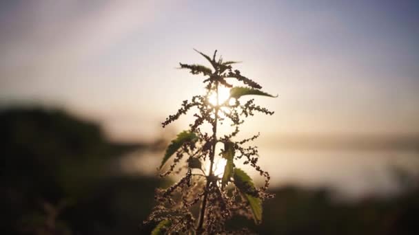 Focused Stinging Nettle Plant Sunset — Stok video