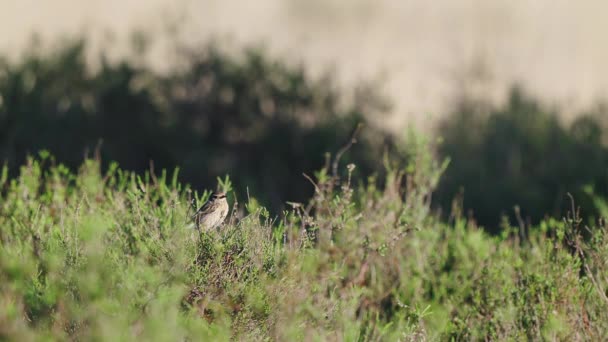 Liten Ochre Färgad Fågel Kamouflerad Bland Gröna Gräset — Stockvideo