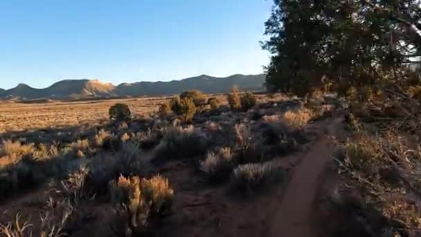 Avoiding Tree Branches While Riding Desert Trail Pov — Vídeo de stock