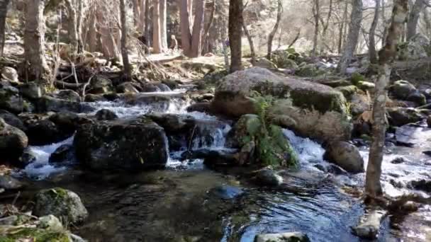 People Hiking Distance Forest Many Leafless Trees Beautiful Light Shinning — 비디오