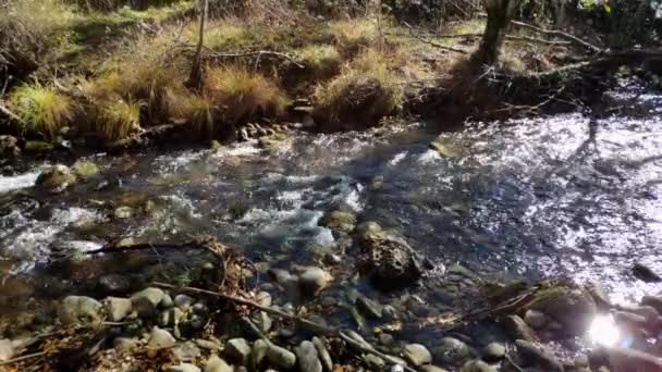 Река Изобилует Мелководьем Камни Ручье Создают Пену Брызги Освещение Солнцем — стоковое видео