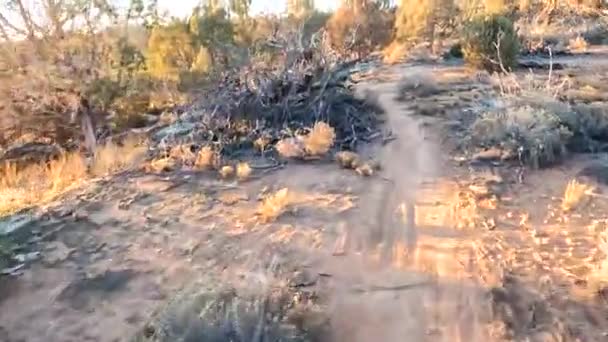 黄金の色の太陽から植物やレンズフレアと砂漠の風景自転車道 Pov — ストック動画