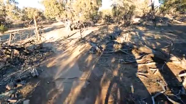 Cyclist Ride Difficult Rocky Desert Bushy Trail Pov Shot — Stock Video