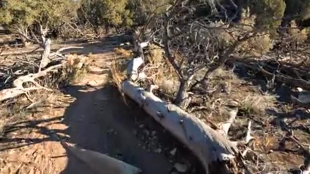 Fallen Dry Trees Sides Biking Trail Desert Area Pov Ride — Stok video