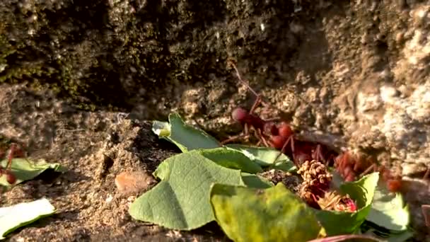 Atta Genus New World Ants Subfamily Myrmicinae — 비디오