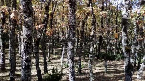 Panning Shot Forest Area Mountains Many Thin Trees Trunks Covered — Video Stock