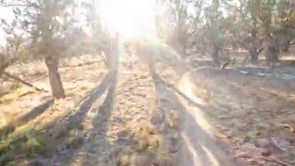 Kurvenreicher Wüstenpfad Der Durch Buschiges Gebiet Führt Pov Fahrt Erschossen — Stockvideo