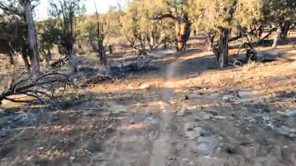 Passing Trees Desert Forest Area While Riding Bicycle Pov Shot — Vídeos de Stock