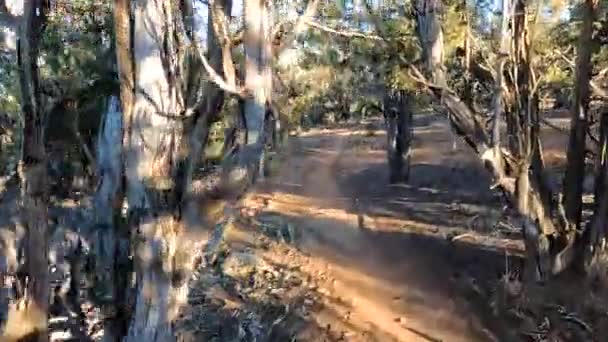 Dangerous Winding Desert Trail Close Bushes Pov Riding Shot — Vídeos de Stock