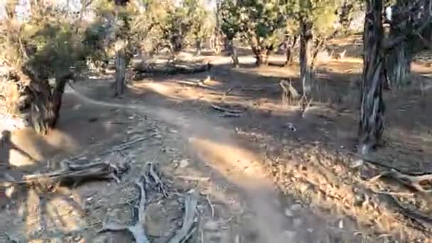 Percorso Ciclabile Pericoloso Attraverso Cespugliosa Zona Desertica Giro Pov — Video Stock