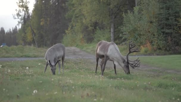 Mladá Samice Samec Karibu Jedí Letních Měsících Trávu Dálnice Poloostrově — Stock video