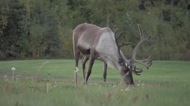 Muž Karibu Plně Dospělými Parohy Trávu Dálnice Poloostrově Kenai Během — Stock video