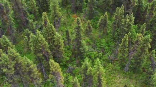 Alce Touro Caminha Pela Floresta Península Kenai Durante Meses Verão — Vídeo de Stock