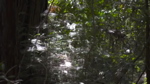 Spider Web Green Luscious Forest Central California — Stockvideo