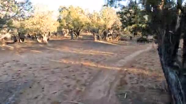 Dangerous Bicycle Ride Dense Desert Bushy Area Pov Shot — Stok video