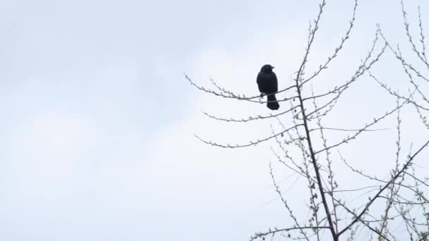 Black Bird Chirping Tree — Stock video