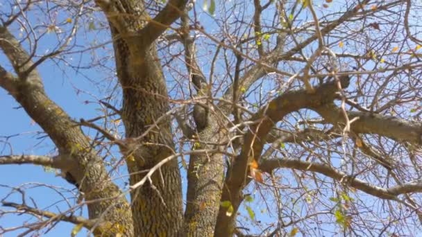 Low Angle Rotating Shot Tree Branches Veins Scanty Leaves Bright — Stockvideo