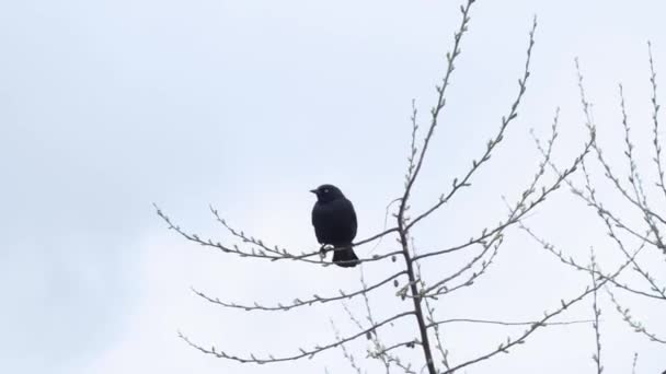 Black Bird Hopping Tree Flying Away — Stock video