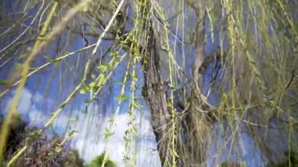 Panning Weeping Willow Tree See Bright Blue Sky — Stockvideo