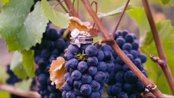 Two Wedding Rings Sitting Top Bunch Purple Grapes Vineyard — Stok video