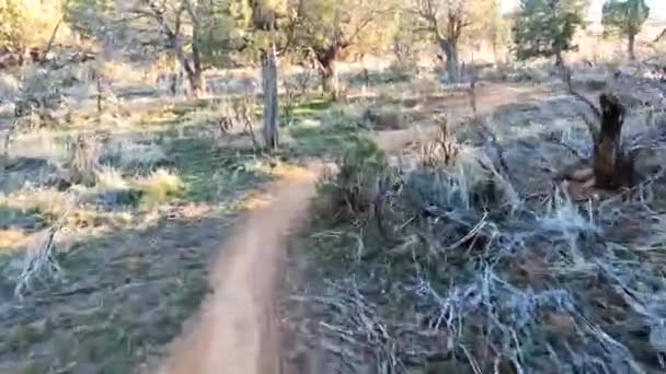 Fun Bicycle Ride Deserted Forest Area Sunny Evening Pov Shot — Stockvideo