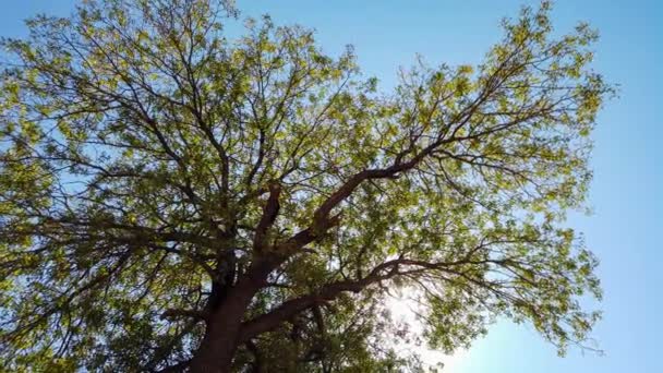 Timelapse Πλάνο Του Λευκού Ήλιου Κινείται Πίσω Από Πράσινο Δέντρο — Αρχείο Βίντεο