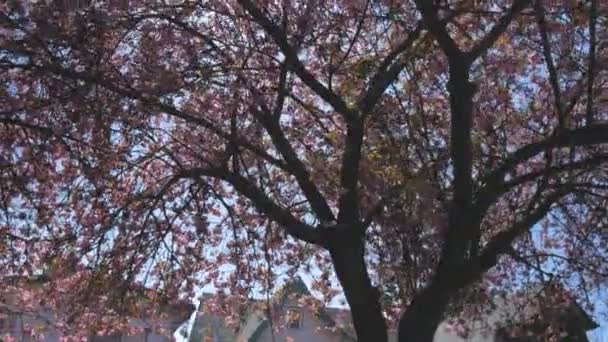 Vackra Rosa Körsbärsträd Som Växer Mot Den Blå Himlen Bildar — Stockvideo