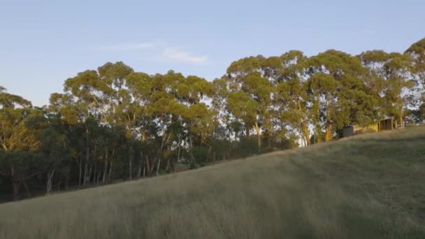 Árboles Goma Alineados Largo Una Granja Fenclina Sol Mañana — Vídeos de Stock