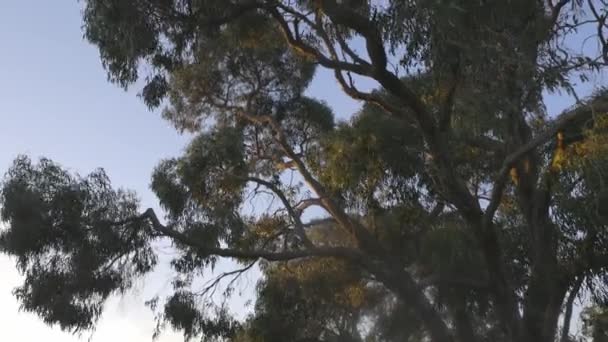 強風の中で枝が吹いているガムの木の天蓋を見上げ — ストック動画