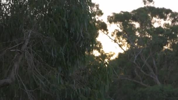 Close Gum Leaves Blowing Wind Sun Setting — стоковое видео