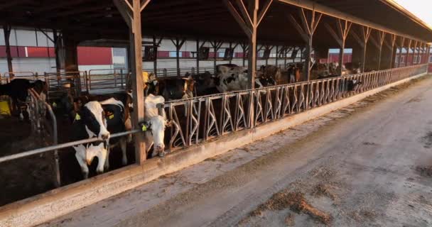 Schwarz Weiße Holstein Kühe Freilandstall Den Usa Rinder Fressen Futter — Stockvideo