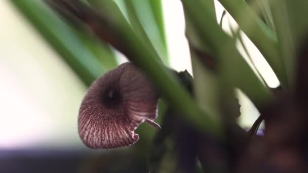 Close Little Mushroom Growing Alone Amongst Grass — Video Stock