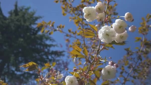 White Cherry Blossom Blowing Wind Beautiful Bright Blue Day Vancouver — Stock video