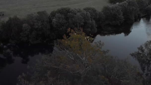 空中の鳥の目のビューは グールバーン川のオーストラリアの大きな川のガムでコカトゥーのグループのショット — ストック動画