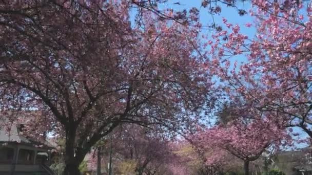 Красивые Розовые Цветущие Вишни Растут Голубому Небу Образуя Полог Дуги — стоковое видео