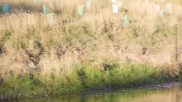 Een Bruine Bruine Border Collie Gaat Zwemmen Een Boerderijdam Het — Stockvideo
