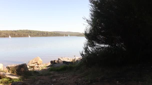 Wide Shot Group Sail Boats Calm Lake Australia — Stock Video