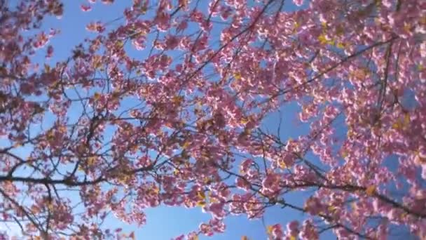 Folhagem Densa Rosa Árvore Flor Cerejeira Girando Vento Durante Belo — Vídeo de Stock