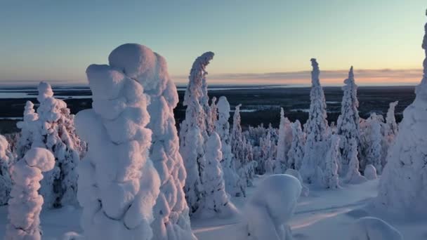 Aerial View Sunlit Snow Covered Trees Fell Lapland Circling Drone — Vídeo de Stock