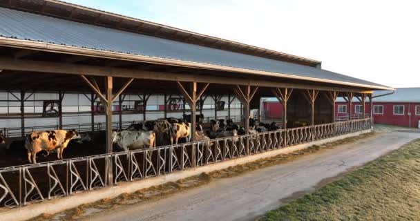 Holstein Dairy Cows Barn Usa American Farm Black White Cattle — Vídeo de Stock