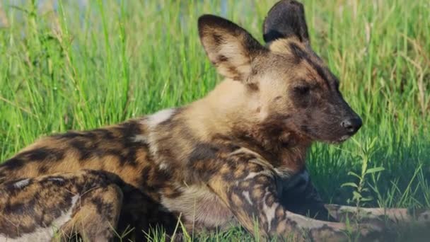 Sleepy African Wild Dog Tomando Sol Khwai Botswana Sudáfrica Cerca — Vídeo de stock
