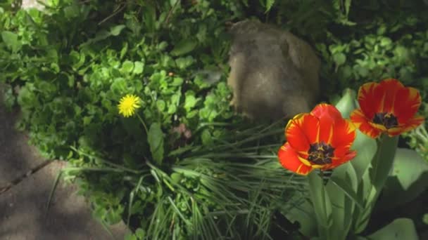 Red Tulips Bloom Lush Green Garden Spring Angle Looking Slow — Vídeo de Stock