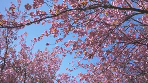 Dense Foliage Pink Cherry Blossom Tree Blowing Wind Beautiful Bright — стоковое видео